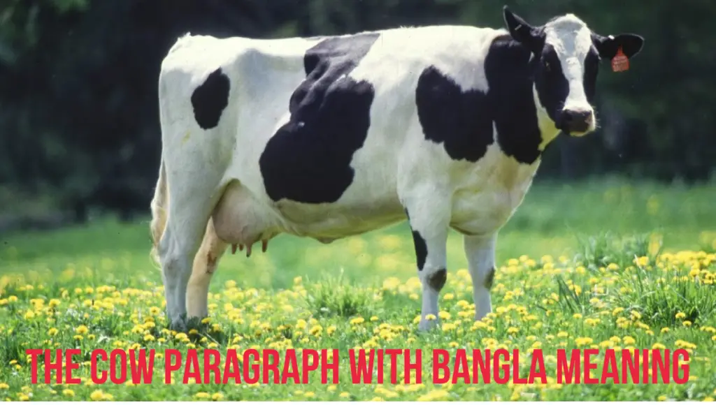 The Cow Paragraph With Bangla Meaning